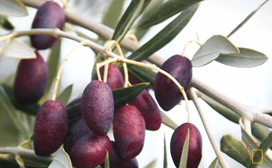 aceitunas variedad cornicabra