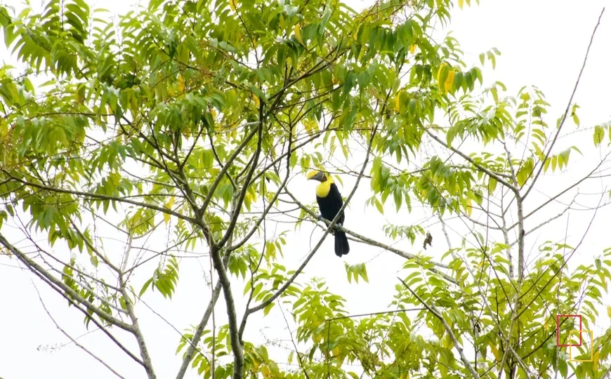 Tucán posado en un árbol en Costa Rica