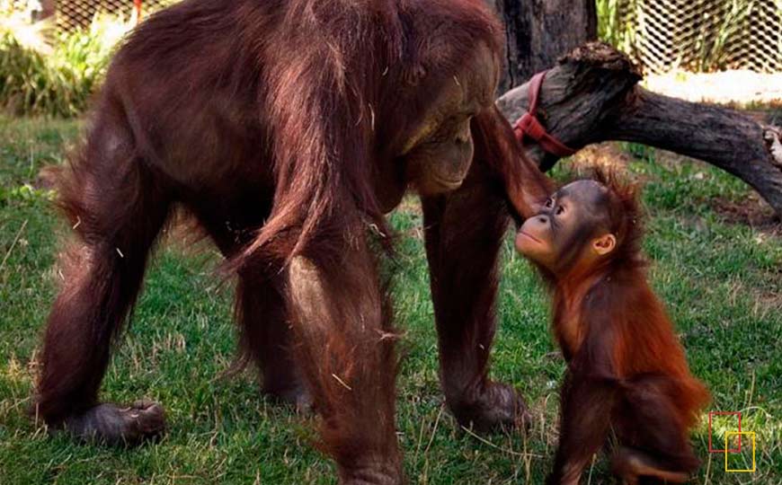 Bebé orangután nacido en el Zoo Aquarium de Madrid