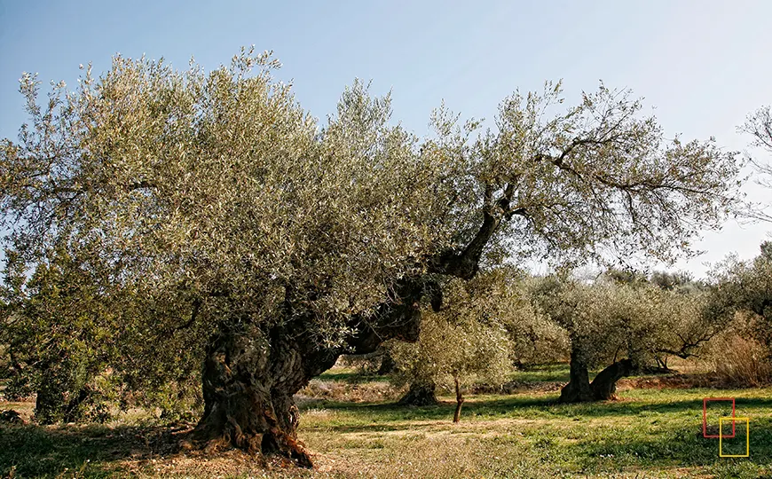 Olivo centenario de variedad Farga en el paisaje del Maestrat