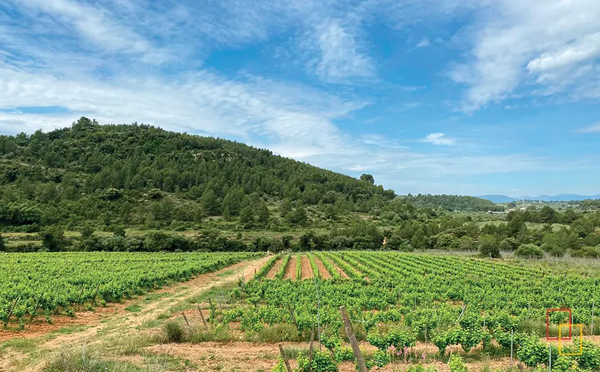 Panorámica de los viñedos de Besalduch Valls & Bellmunt en Les Llomes de Sant Mateu