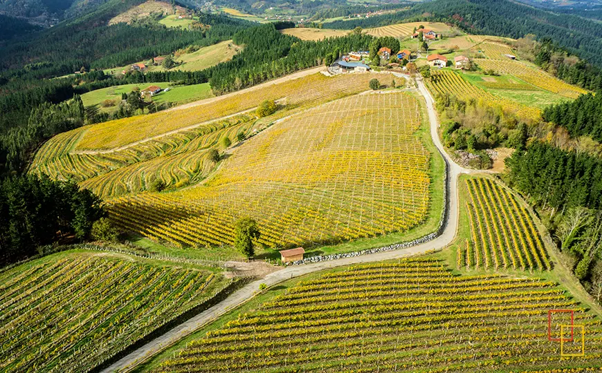 Vista aérea del viñedo de Bodega Berroja