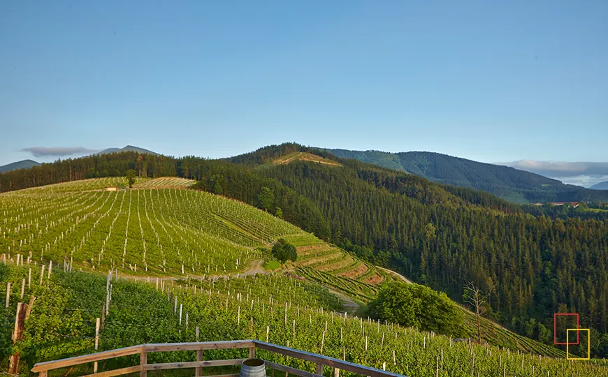 Viñedos de Bodega Berroja con vistas a Urdaibai