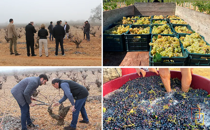 Grupo realizando una visita guiada por los viñedos en Bodega Las Calzadas