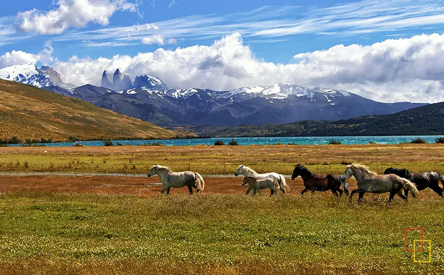 Caballos corriendo en un paisaje abierto de la Patagonia con montañas nevadas al fondo