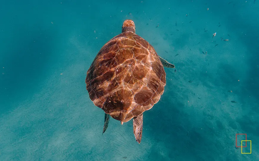 Tortuga nadando en aguas claras de Cabo Verde
