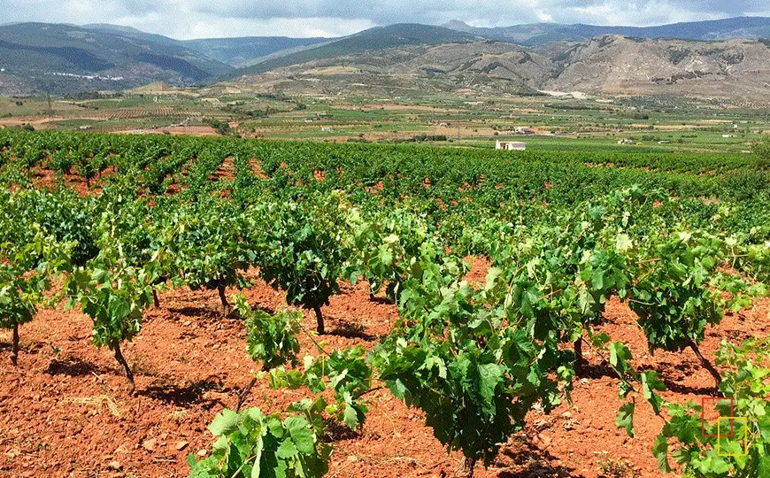 Viñedos ecológicos de Cortijo el Cura en Laujar de Andarax con Sierra Nevada al fondo
