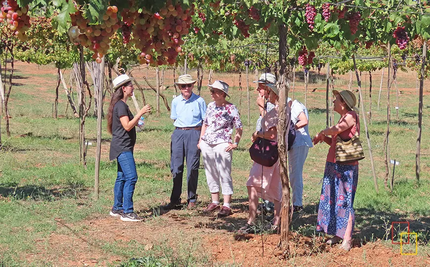 Guía explicando el parral de uva de mesa a un grupo de visitantes en Cortijo El Cura