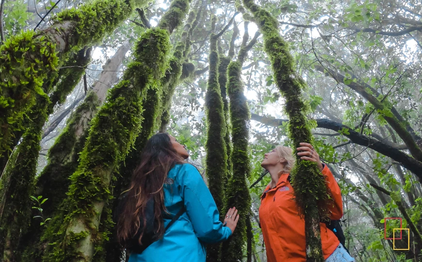 Bosque de laurisilva con musgo en el Parque Nacional de Garajonay en La Gomera
