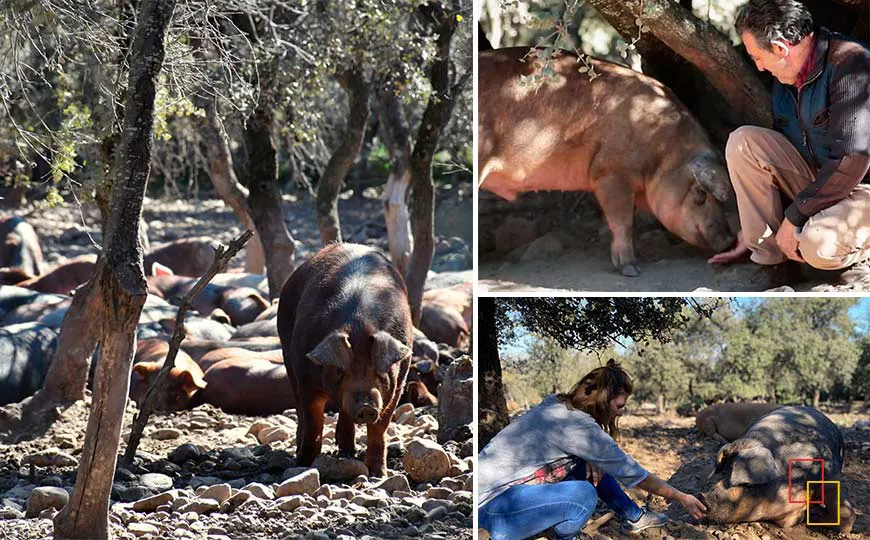 Finca ecológica - El Encinar de Ocón