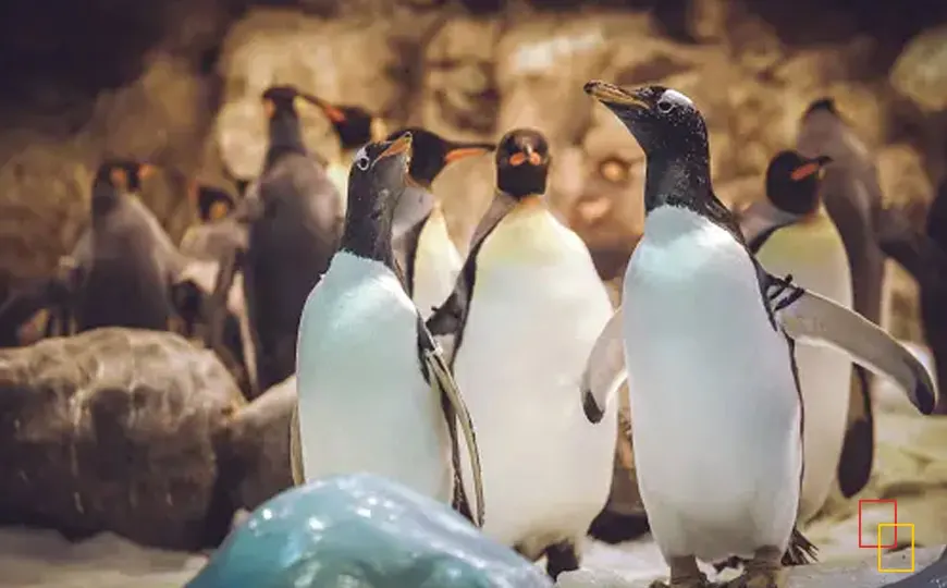 Uno de los pingüinarios más grandes de Europa - Faunia