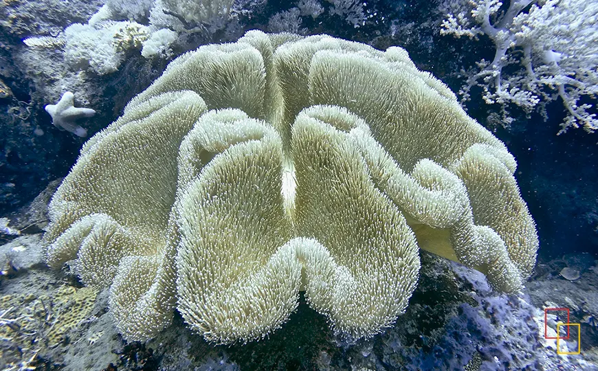 Arrecife de coral con cardúmenes para buceo y snorkel