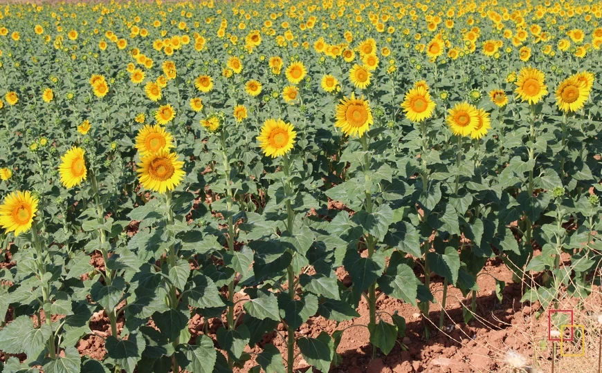 Campos de girasoles en El Záncara