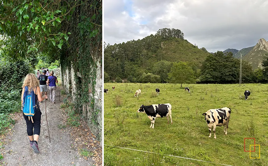 Grupo caminando hacia los prados junto a las vacas
