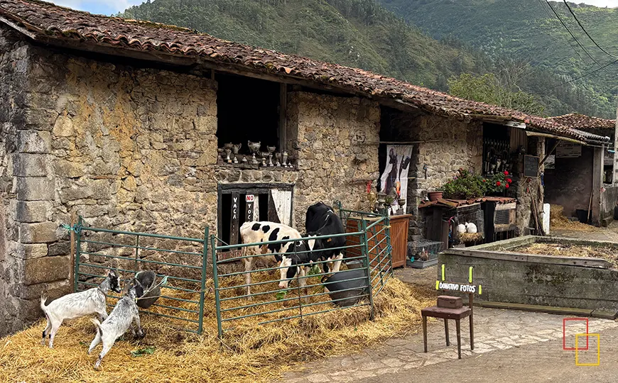 Vista general de la Ganadería Interactiva Maella en Asturias