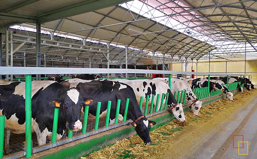 Vacas de la raza Holstein en zona de confort