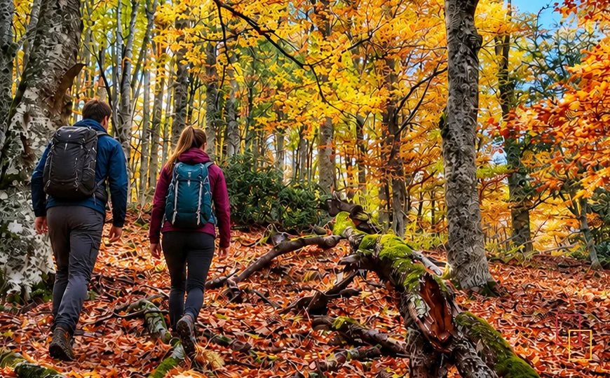 Hayedo de Montejo en otoño en la Comunidad de Madrid