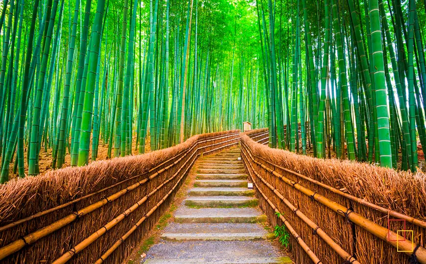 Bosque de bambú de Arashiyama en Kioto con pasarela peatonal