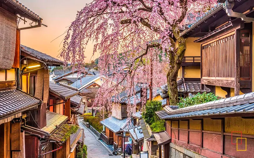 Cerezos en flor en una calle tradicional de Kioto
