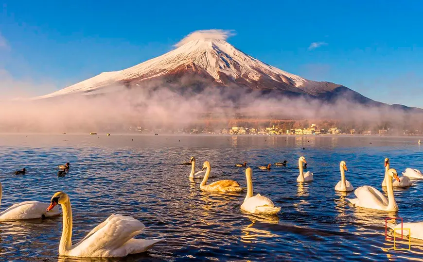 Cisnes en el lago Kawaguchiko con el Monte Fuji al fondo