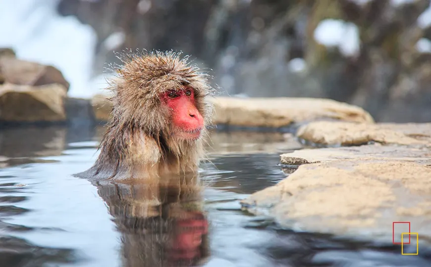 Macaco japonés calentándose en aguas termales en Jigokudani, Nagano