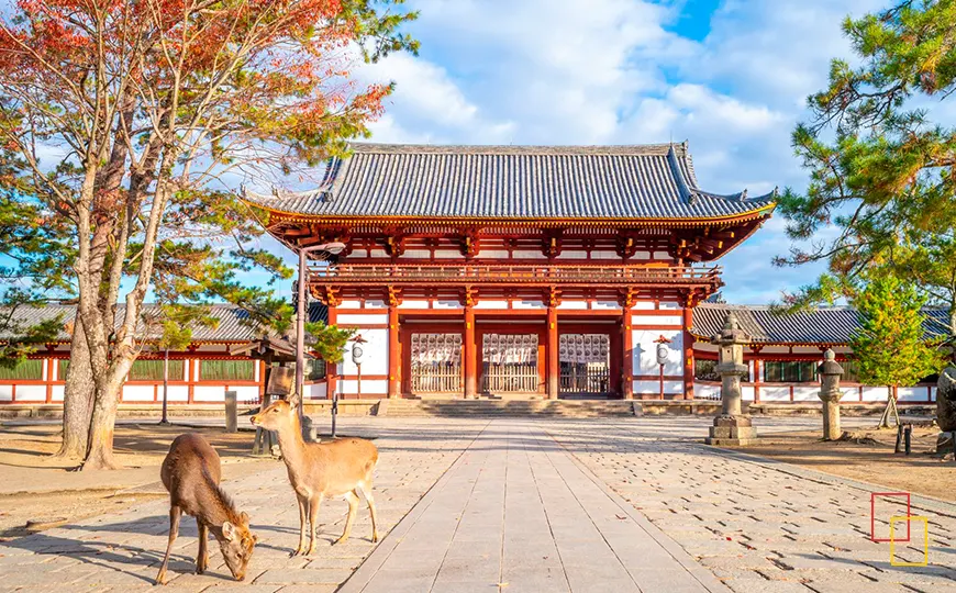 Ciervos sika en el parque de Nara junto al templo Tōdai-ji