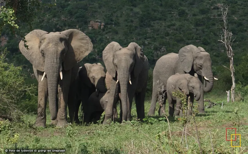Manada de elefantes cruzando una charca en Kruger