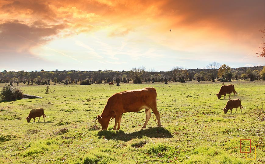 La Dehesa de El Berrueco