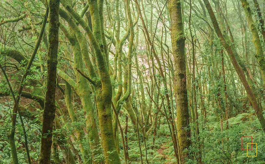 Sendero natural en La Palma