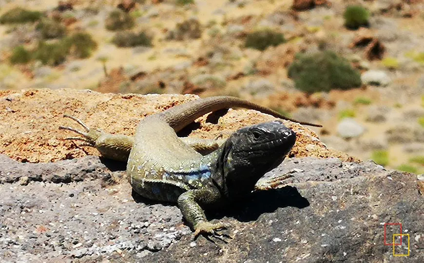Lagarto tizón