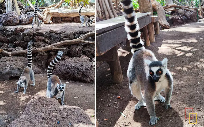 Lemur Experience