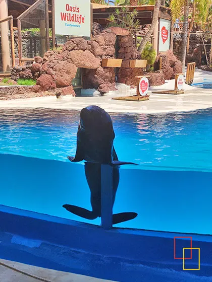 instalación de leones marinos