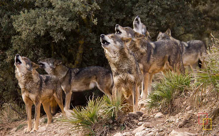 Lobo Park