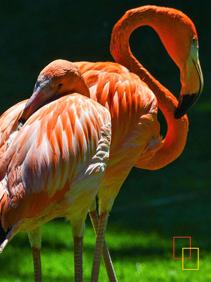 Loro Parque