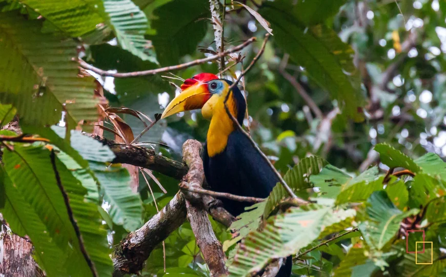 Cálao rinoceronte en la selva de Borneo