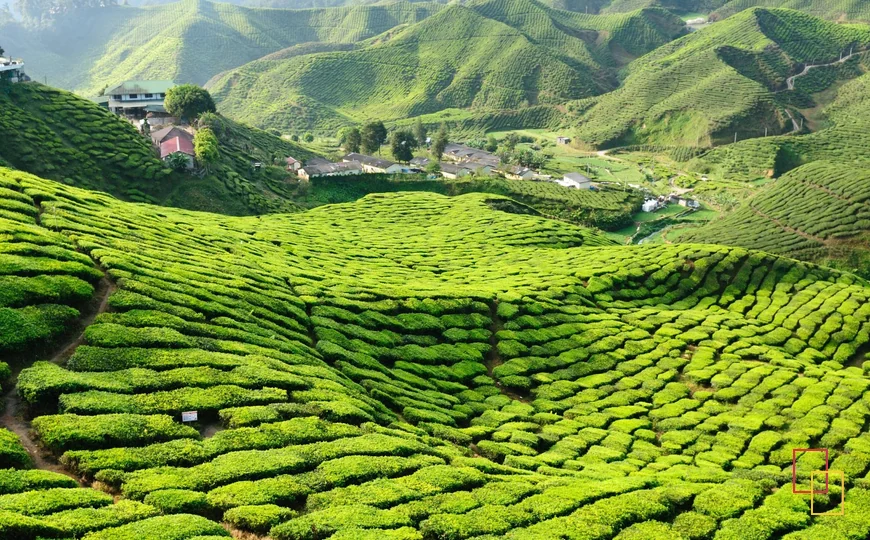 Plantaciones de té en las colinas de Cameron Highlands