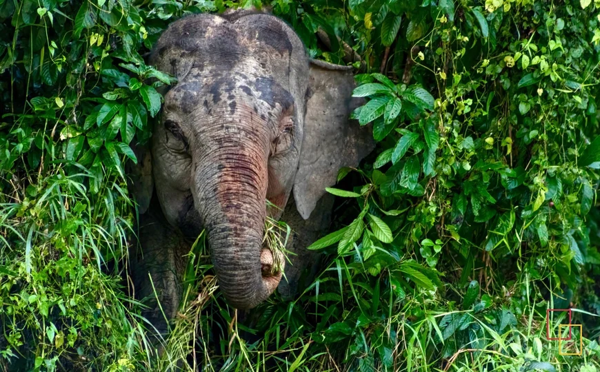 Elefante de Borneo alimentándose junto al río Kinabatangan