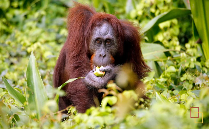 Orangután de Borneo entre vegetación tropical