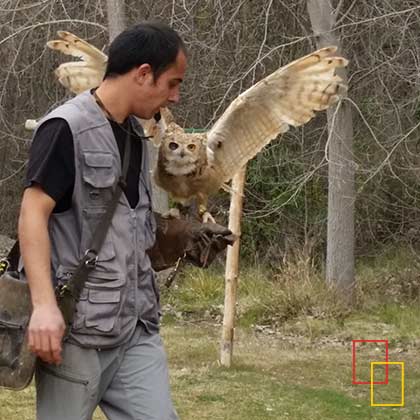 Exhibición de aves rapaces - Monasterio de Piedra