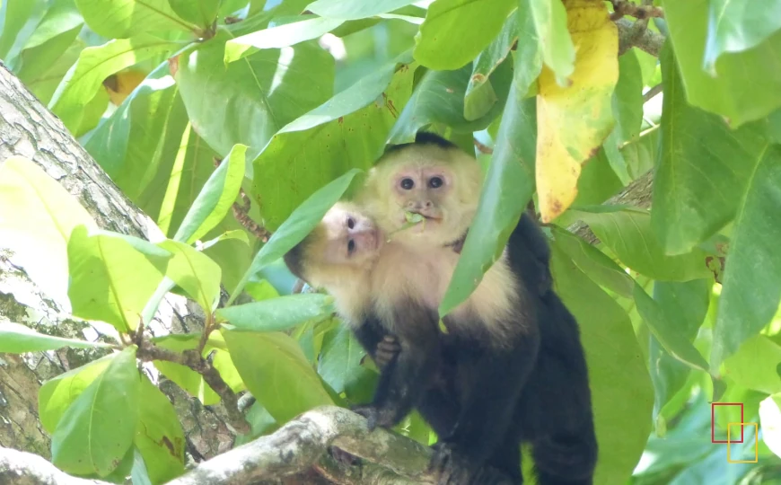 Mono capuchino sobre las ramas de un árbol en Costa Rica
