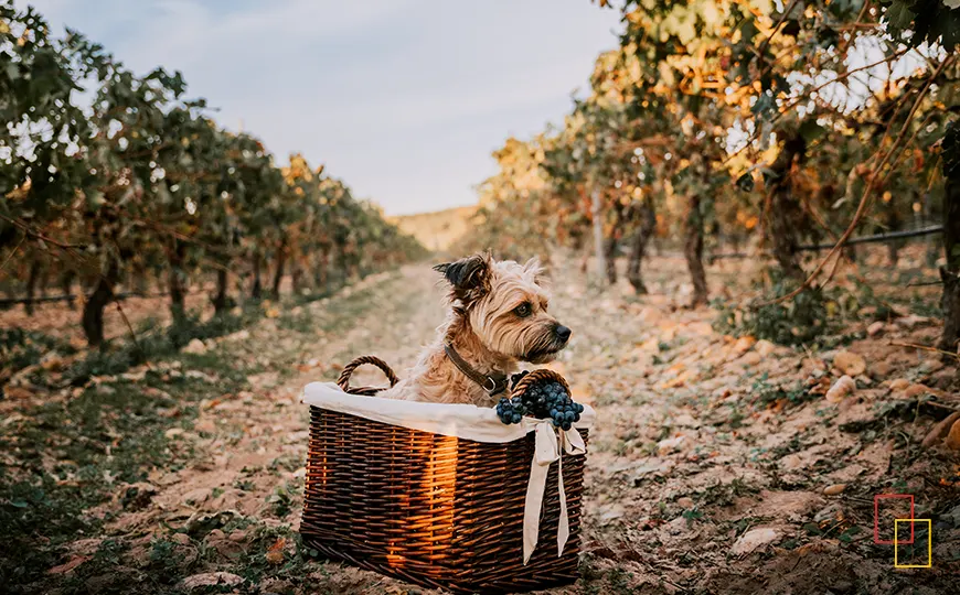 Zona exterior pet friendly en Monte la Reina