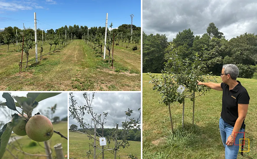 Muestra de variedades de manzanas asturianas utilizadas en la sidra
