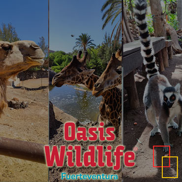 Oasis Wildlife Fuerteventura - horarios y precios de las entradas