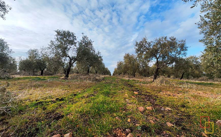 Olivar con 5 variedades de aceitunas