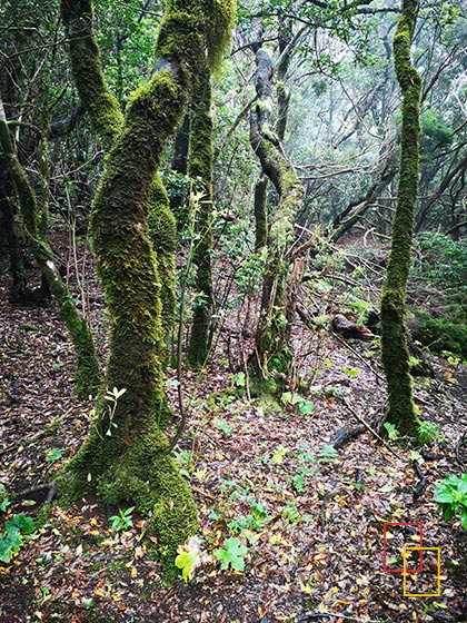 Parque Rural de Anaga