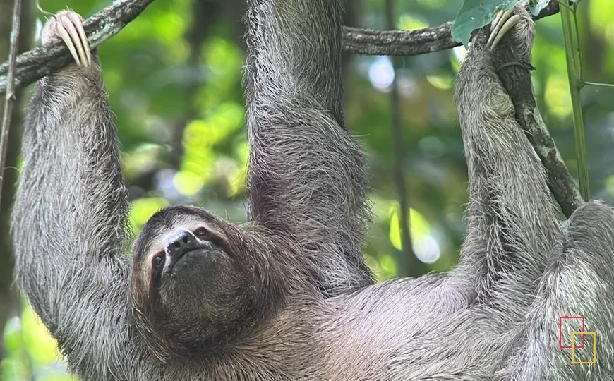 Perezoso entre las ramas de un árbol en Costa Rica