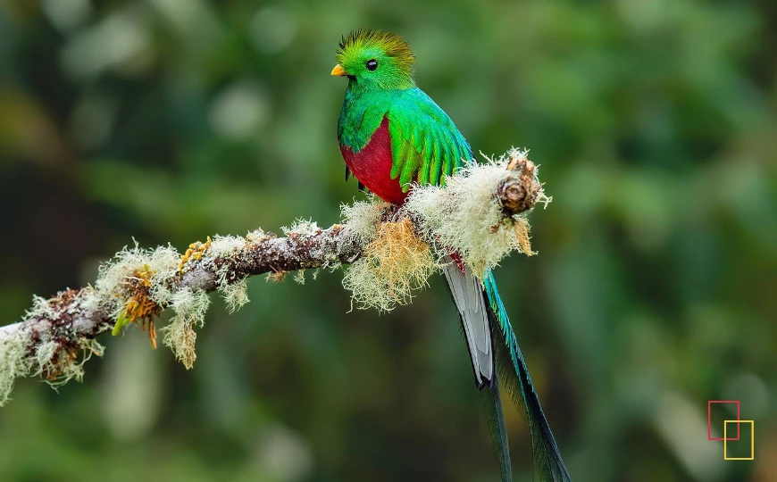 Quetzal de plumaje verde y rojo en Costa Rica