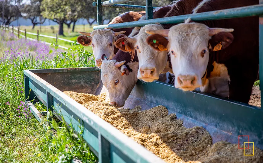 Vacas alimentándose en entorno natural - La Finca