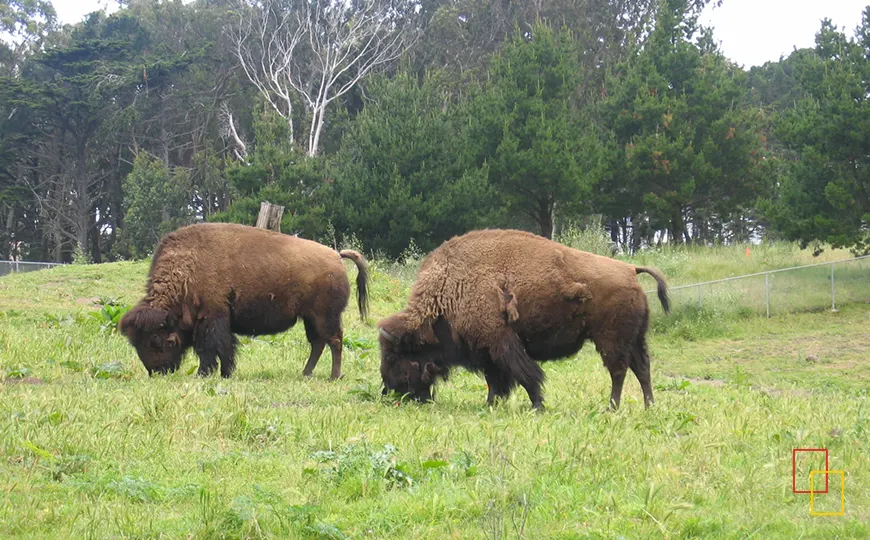 Bisontes pastando en el Bison Paddock del Golden Gate Park de San Francisco