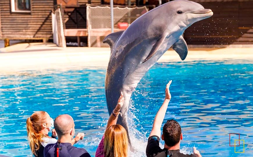 espectáculo de delfines en Selwo Marina
